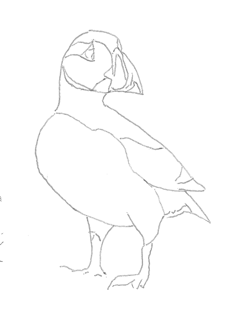 Intended as an ice-breaker, this design is included in all three Puffin painting sets. Pencil drawn Puffin design from the A J Ludlow Watercolour Painting sets