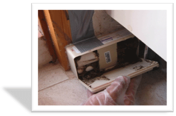 cebo anti termitas cebo anti termitas