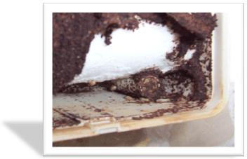 cebo para eliminar termitas cebo para eliminar termitas