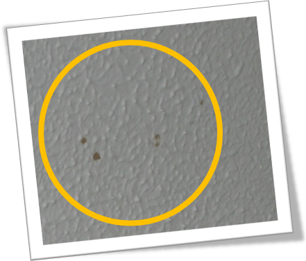 rastros de termitas pared rastros de termitas pared