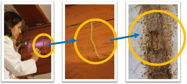 rastros termitas cordones tierra rastros termitas cordones tierra