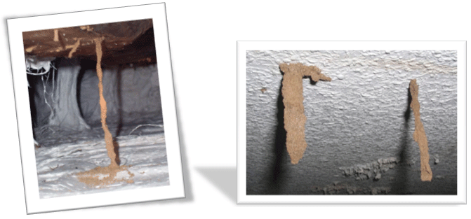 rastros de termitas rastros de termitas