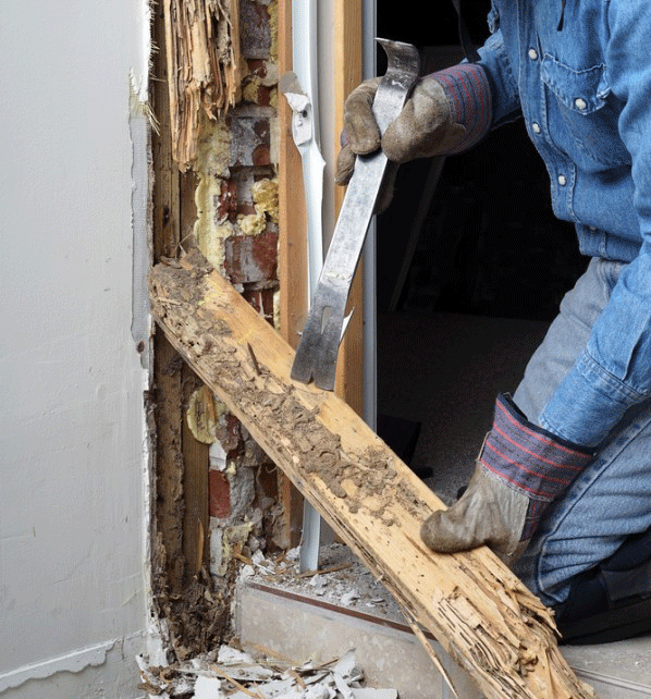 ataque de termitas en marco de puerta ataque de termitas