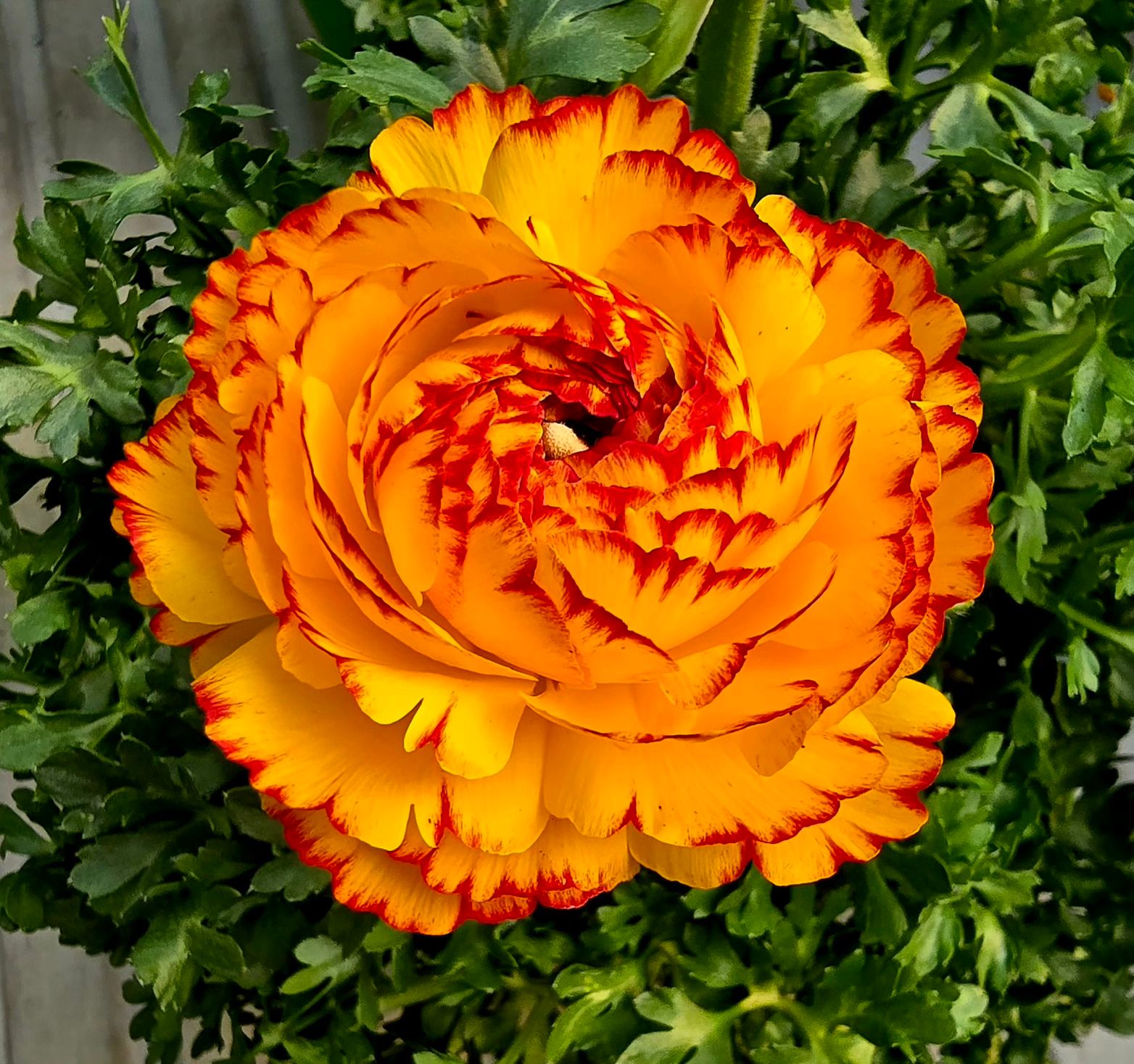 PEPINIERE DES ASPRES GRASSE JARDINERIE ALPES MARITIMES 2024