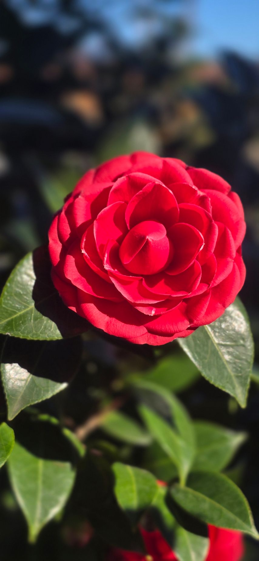 PEPINIERE DES ASPRES GRASSE ALPES MARITIMES 2024 JARDINERIE