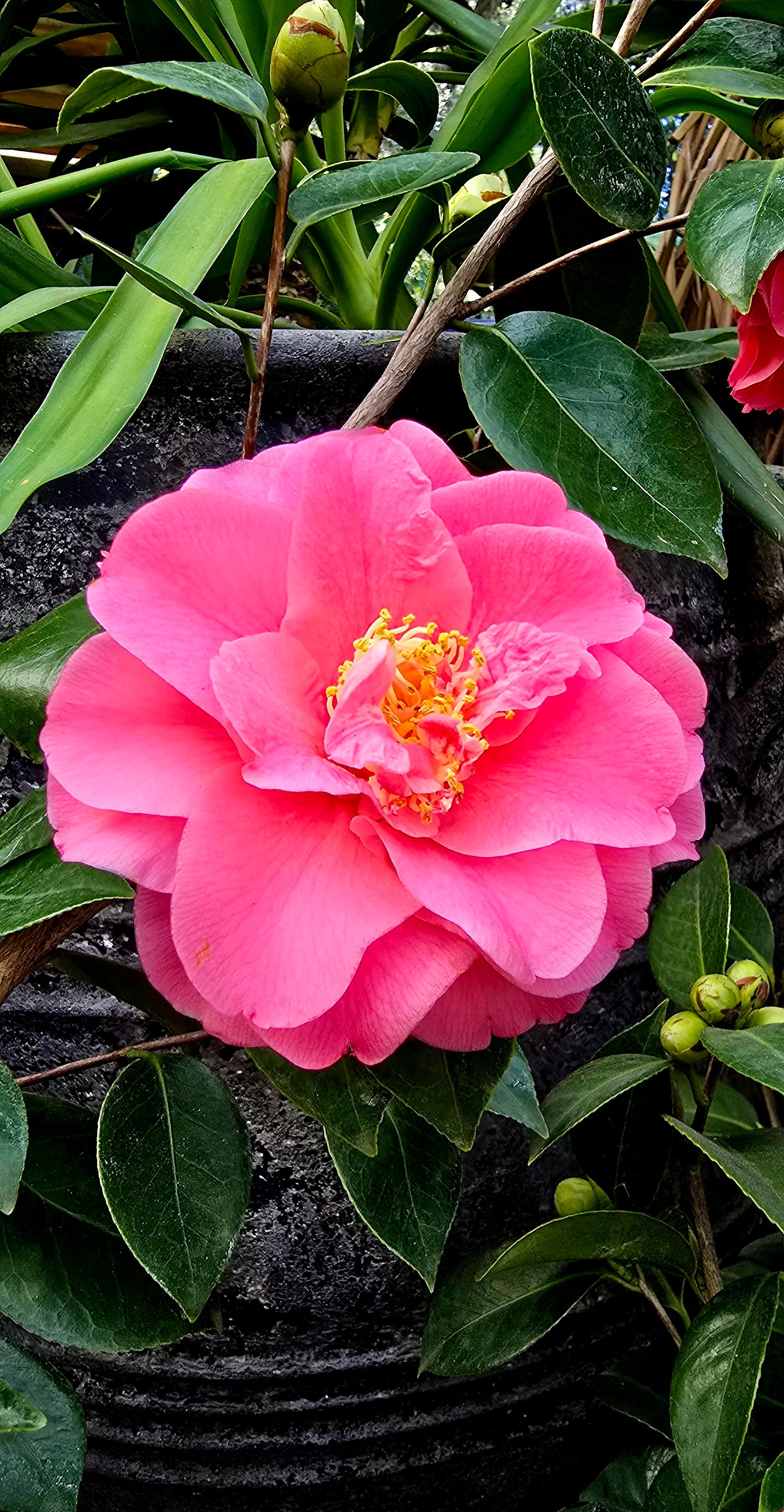 PEPINIERE DES ASPRES GRASSE JARDINERIE ALPES MARITIMES 2025