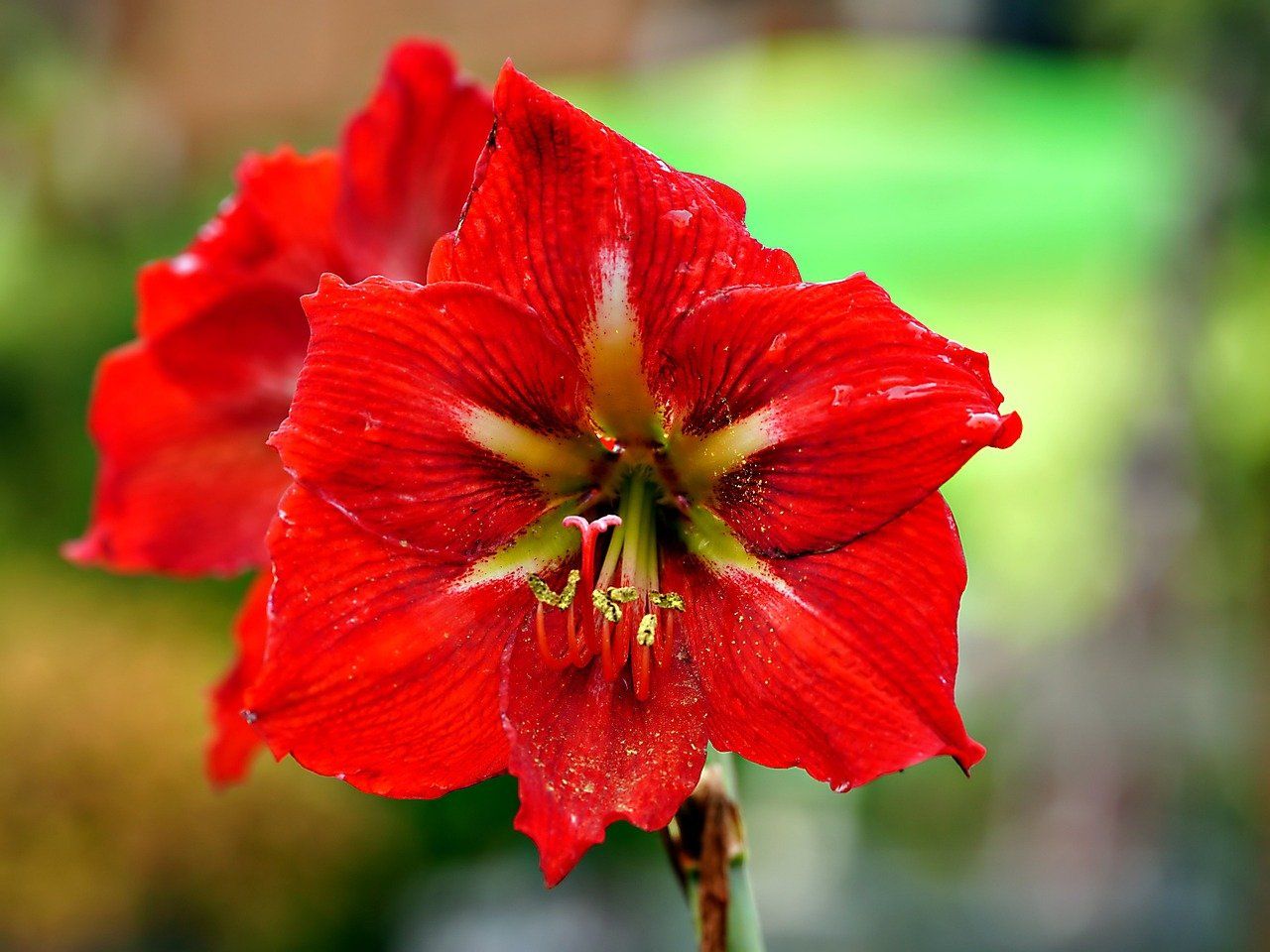 PEPINIERE DES ASPRES GRASSE JARDINERIE ALPES MARITIMES 2024