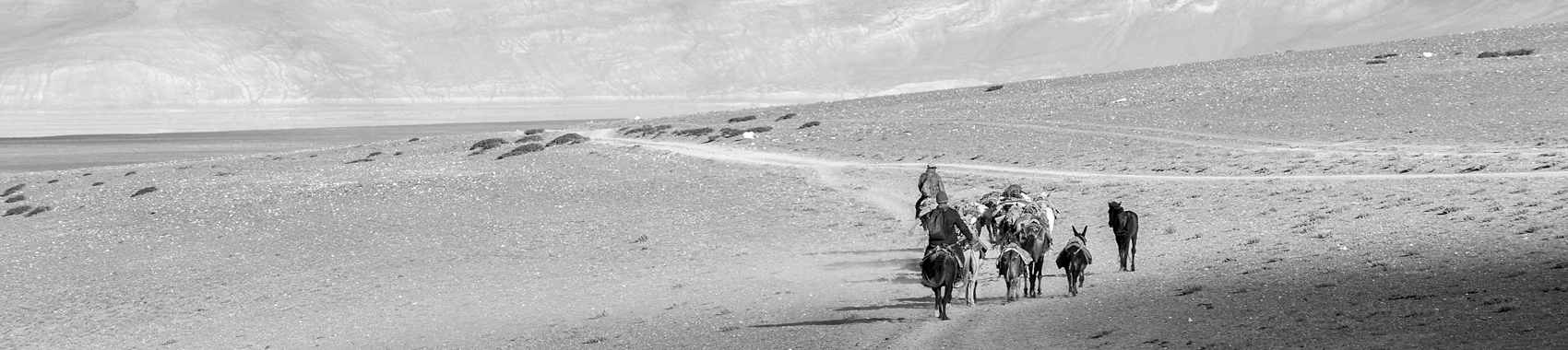 Bild Ponymanner in Changthang Ladakh