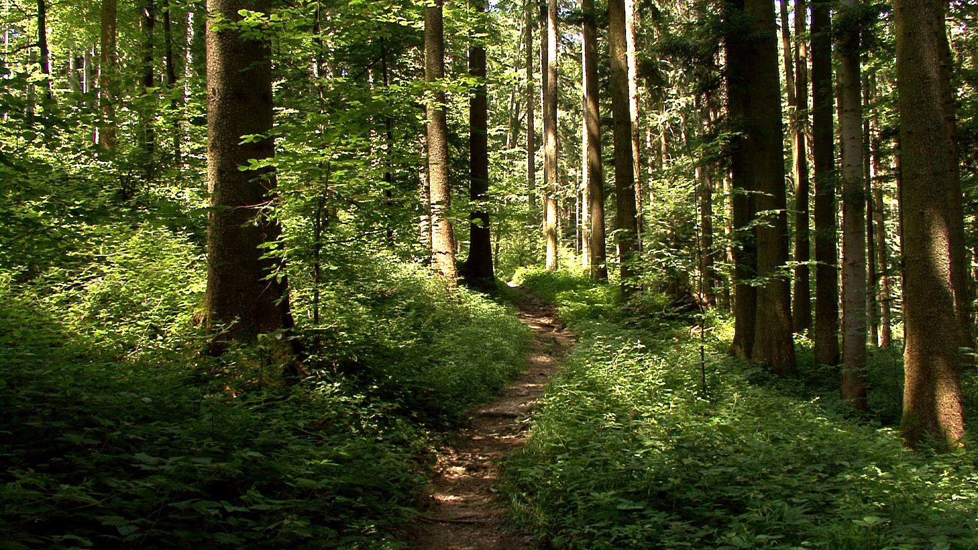 Wald-Wanderpfad Nordseite des Högl Ainring