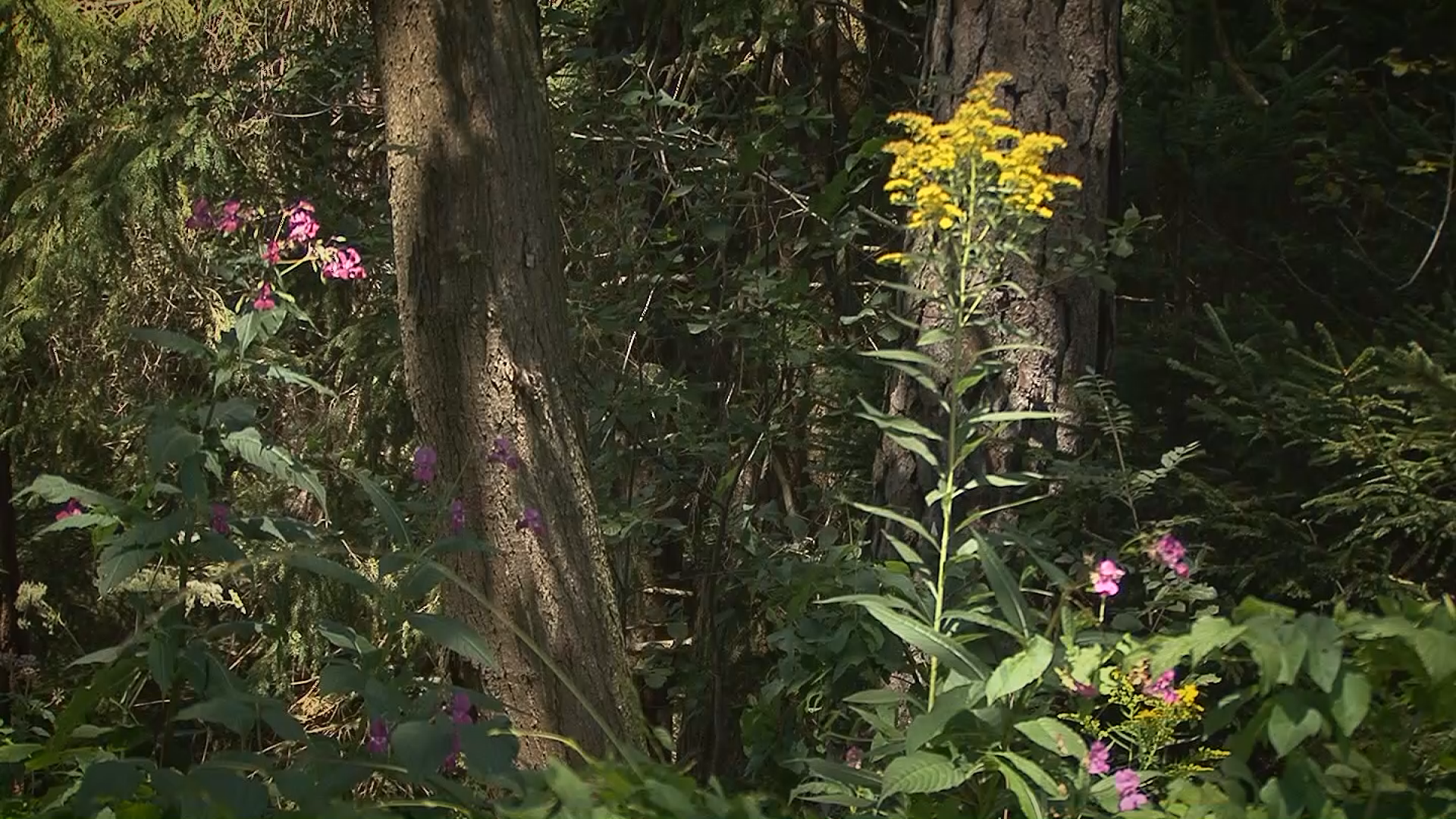 Wildblumen am Högl Ainring