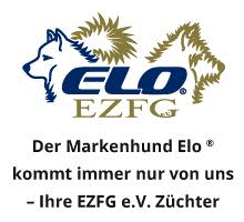 Elo von der Murgtalschlucht