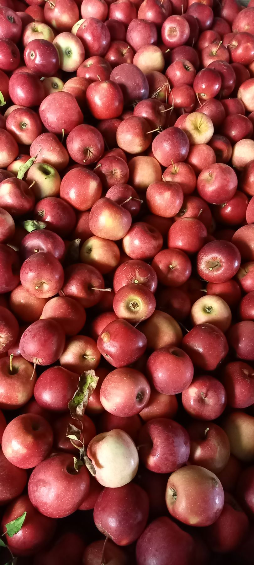 Promo pommes Verger de candie