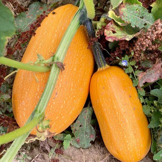 courges bio verger de candie