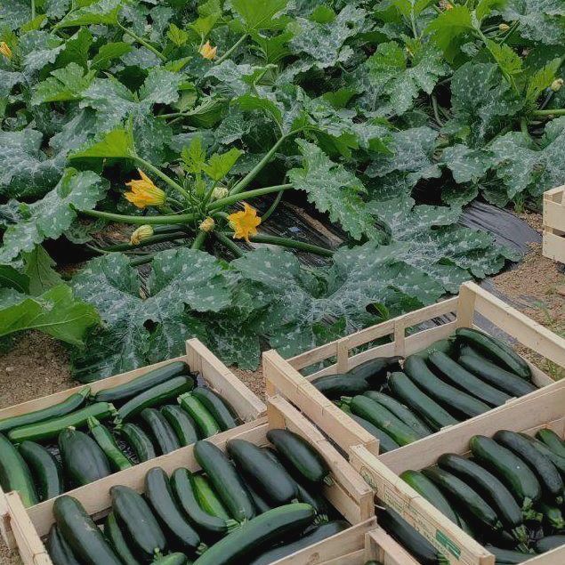 courgettes bio du verger