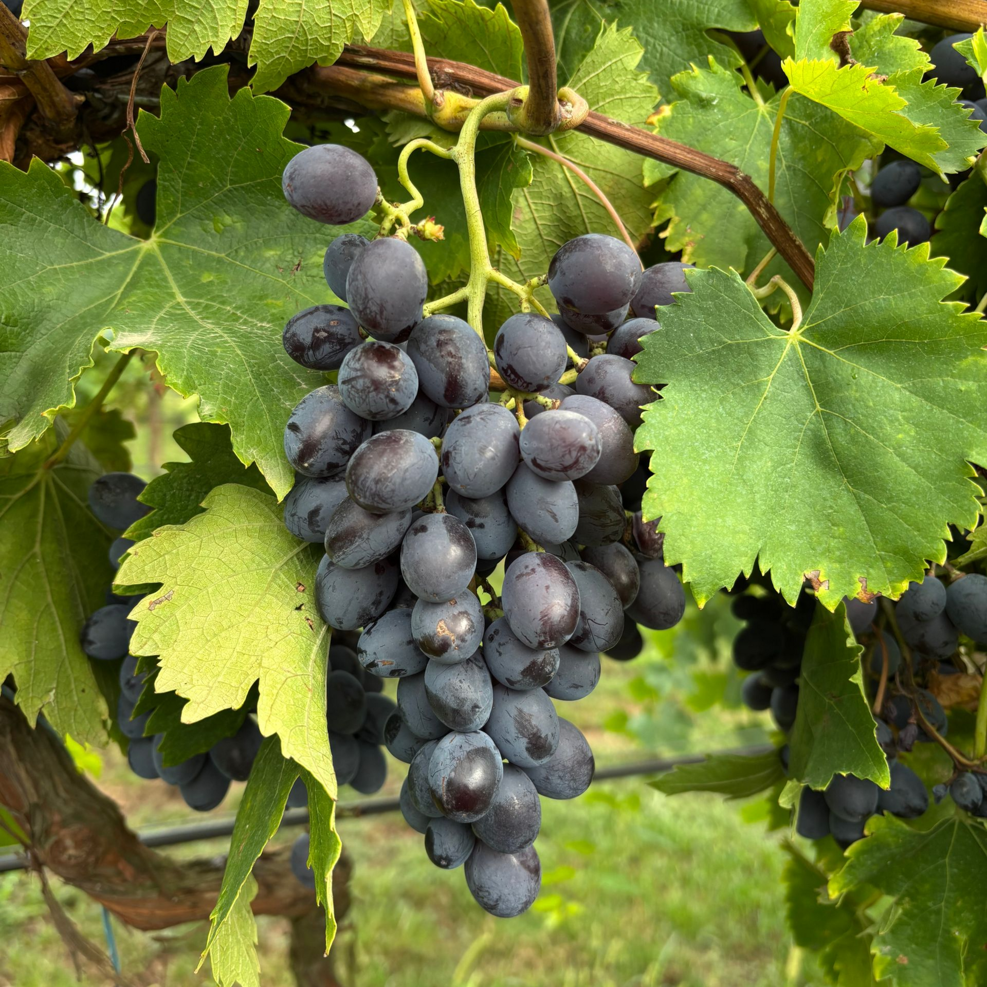 cueillette de raisin bio